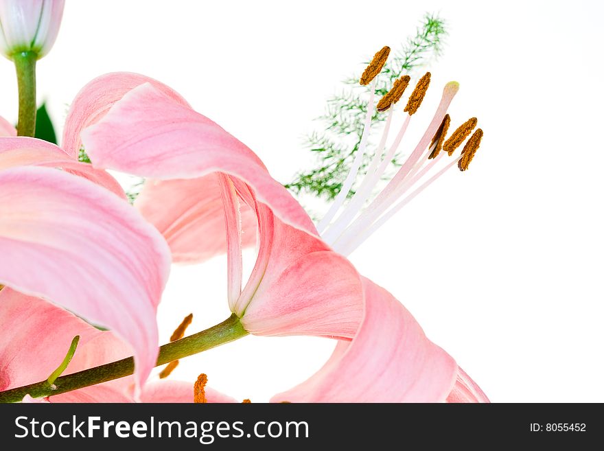 Pink Lilly on white background