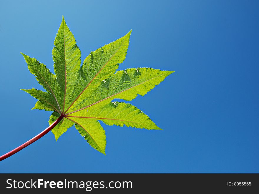 Green leaf against blue sky, summer scene, background for text