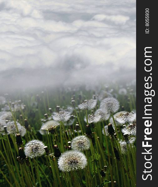 Dandelions on background thick cloud