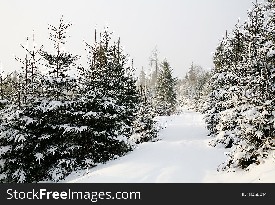 Stock photo: nature theme: an image of beautiful winter forest