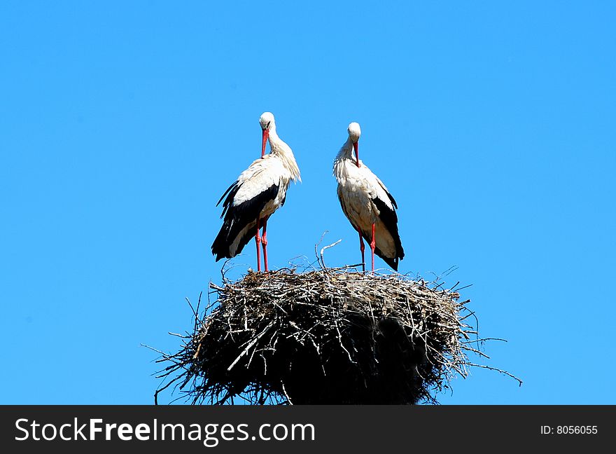 Two white storks in the nest on the blue sky. The symbol of spring to come, symbol of new life. Two white storks in the nest on the blue sky. The symbol of spring to come, symbol of new life.