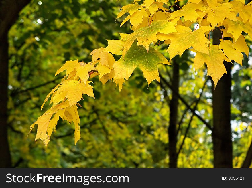 A maple tree branch with yellow leaves on a park background. A maple tree branch with yellow leaves on a park background