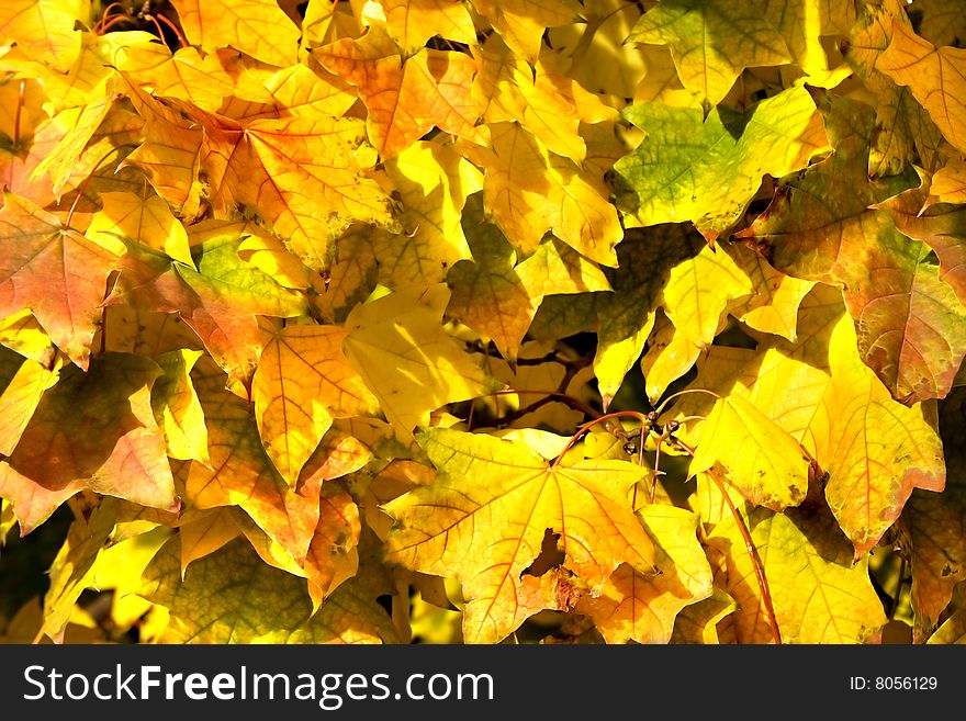 Yellow and orange maple leaves in autumn as abstract background. Yellow and orange maple leaves in autumn as abstract background