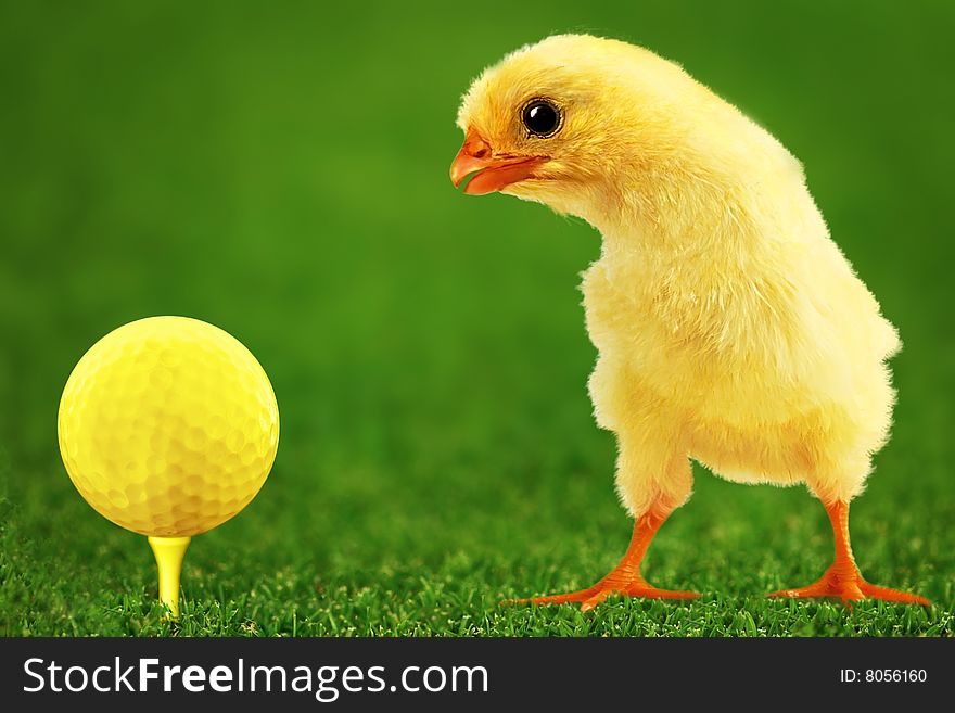 Golf-bal and amusing chicken. Golf-bal and amusing chicken