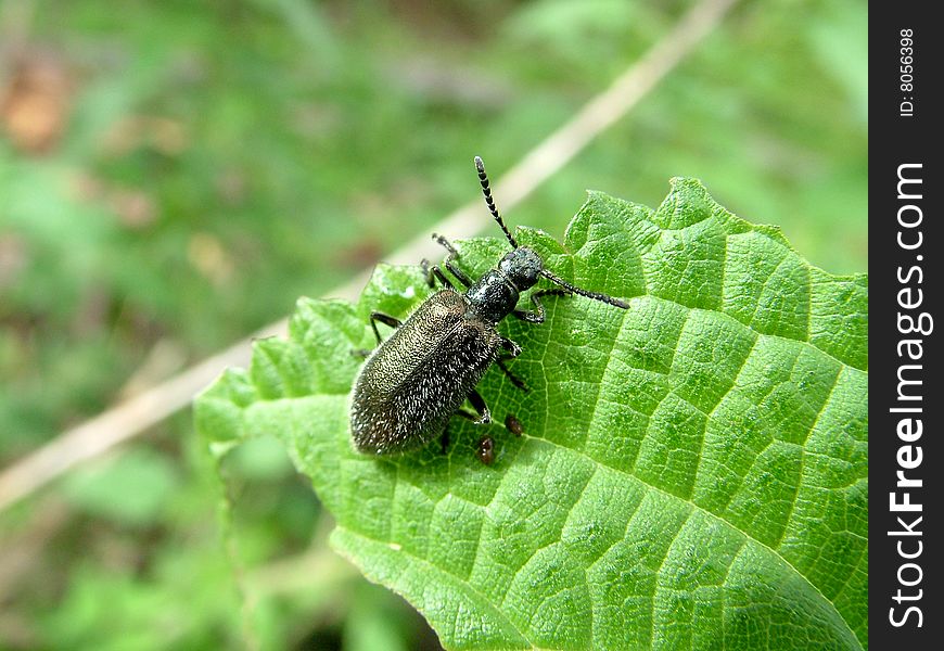 Bug On Green Leaf