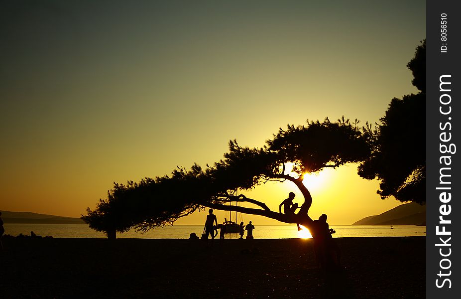 A silhouette of a tree in the sunset