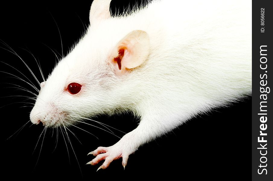 A close-up photo of a white rat with red eyes