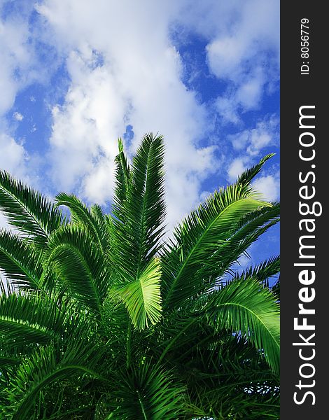 Beautiful green palm detail with cloudy sky