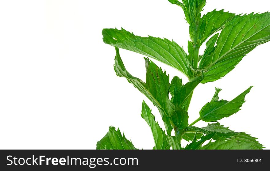 Mint leaves on a white background