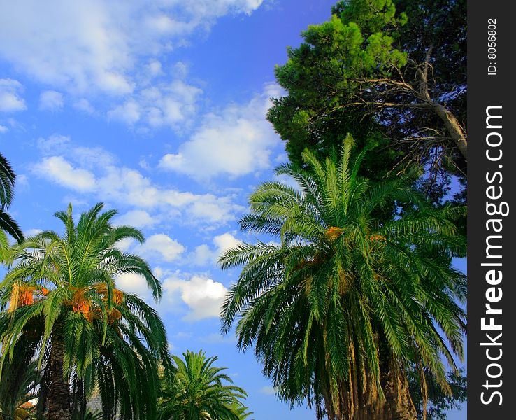 Beautiful green palms detail with cloudy sky
