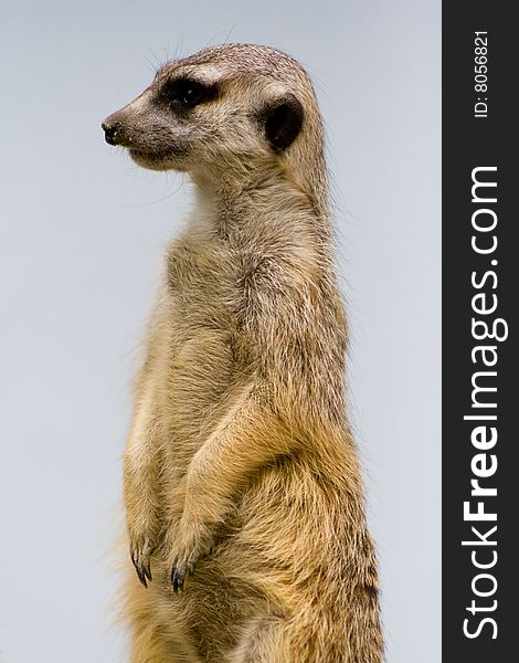 Marmot, shot at a dutch zoo