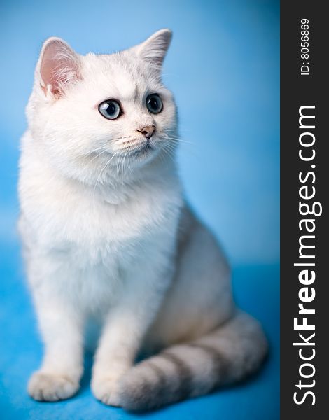 Lovely chinchilla kitten on a blue background
