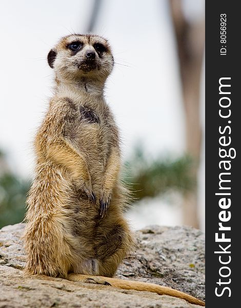 Marmot, shot at a dutch zoo