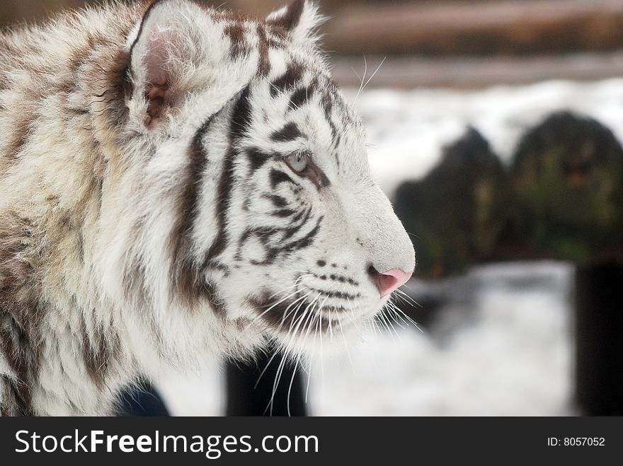 The white tiger scientifically known as panthera tigris are commonly called snow-white tiger; the animal have a white pelage with dark pale stripes