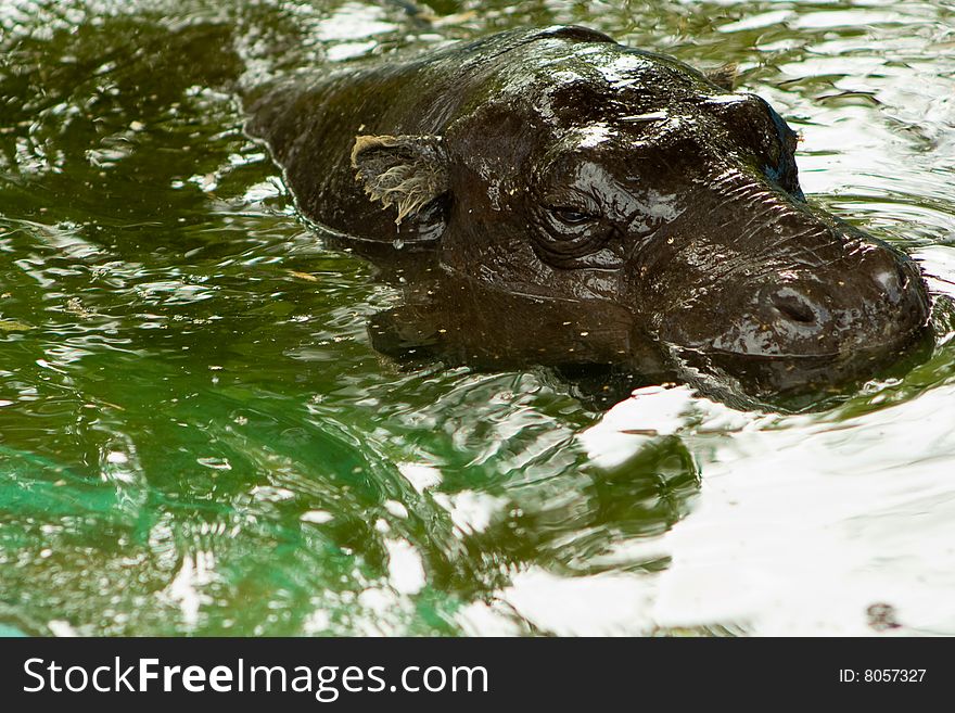 Hippopotamus in Bratislava zoological garden