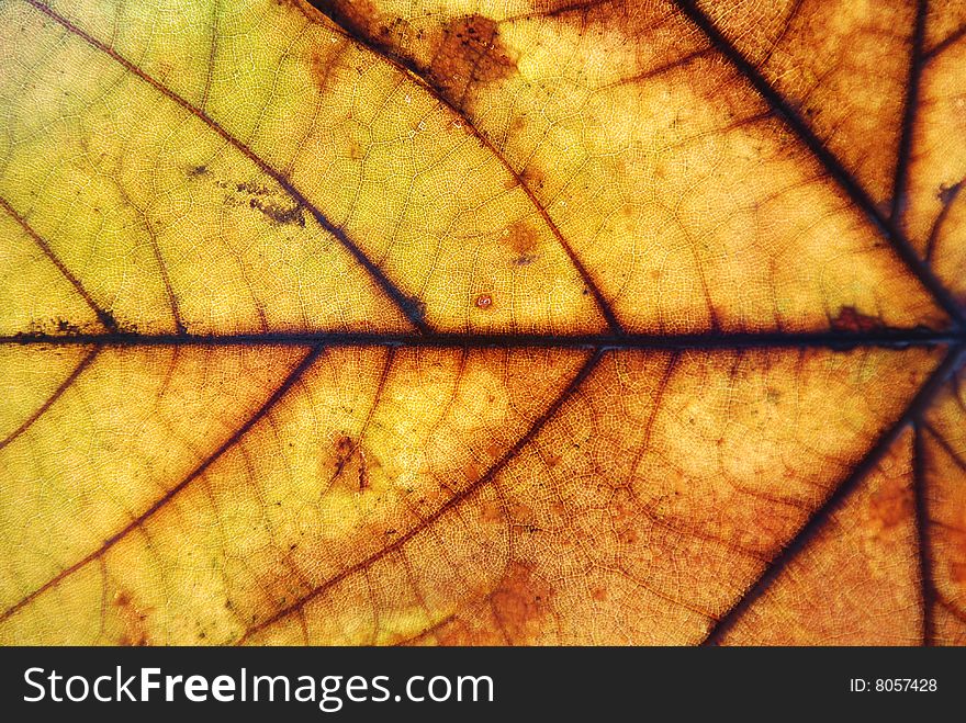 Autumn leaf background, close-up shot
