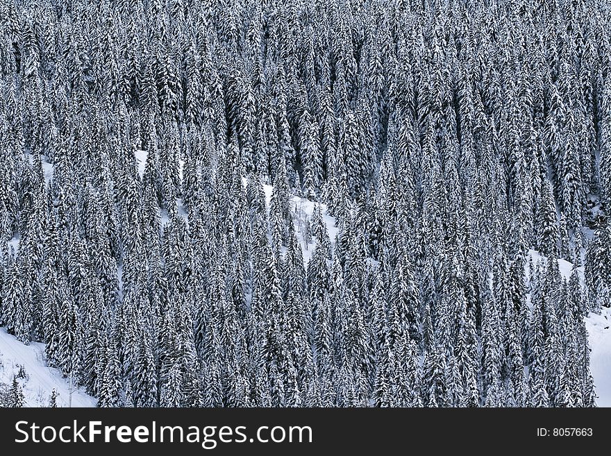 A view of a forest of pine trees covered in snow on the side of a mountain. A view of a forest of pine trees covered in snow on the side of a mountain