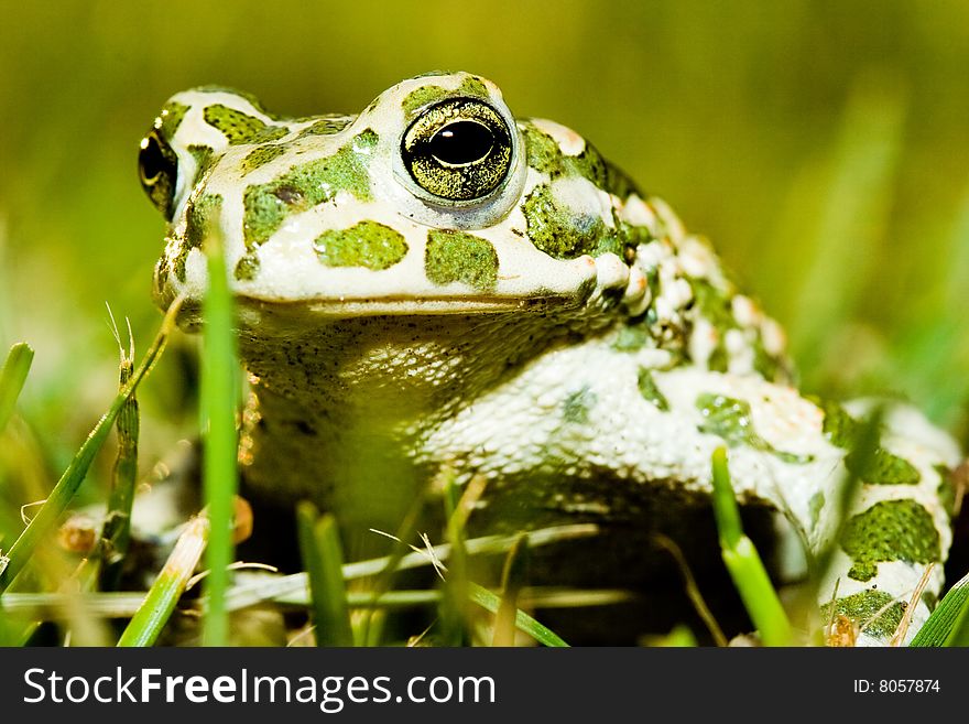 Green toad on a grass