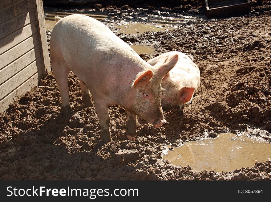 Two pigs in the mud. Two pigs in the mud