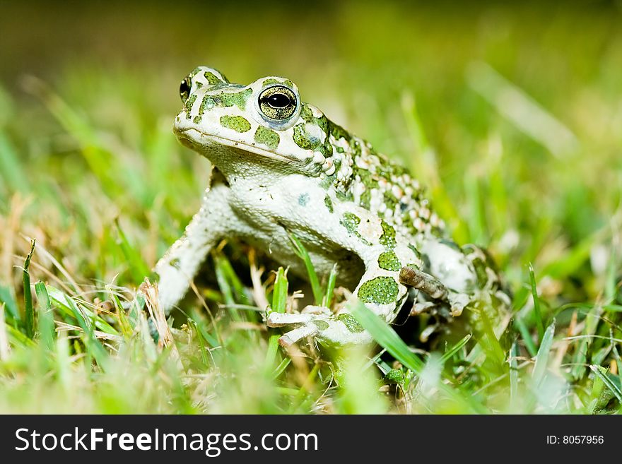 Green toad on a grass