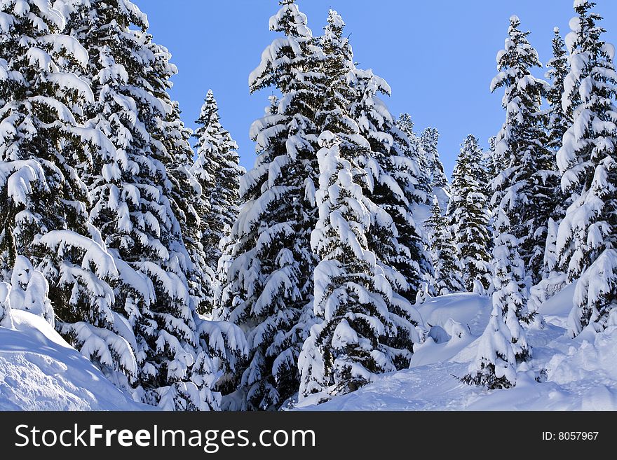 A view of snow covered pine trees in bright sunshine against a blue sky
