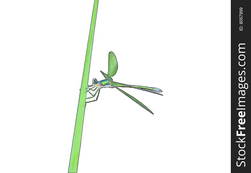One Dragonfly On The Green Grass