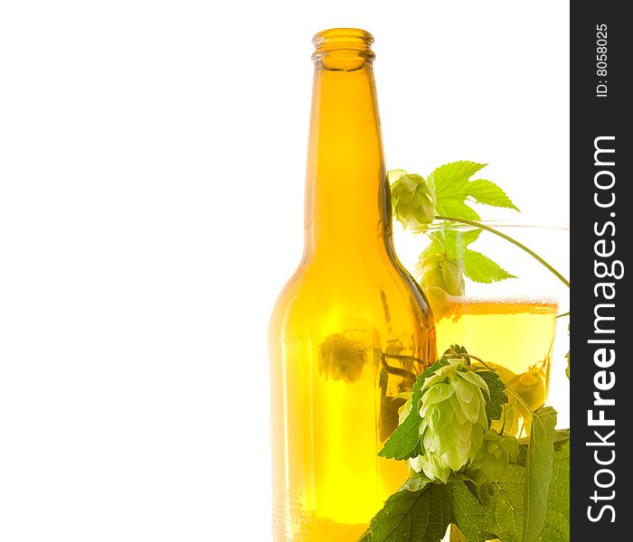 Glass beer and hop on white background