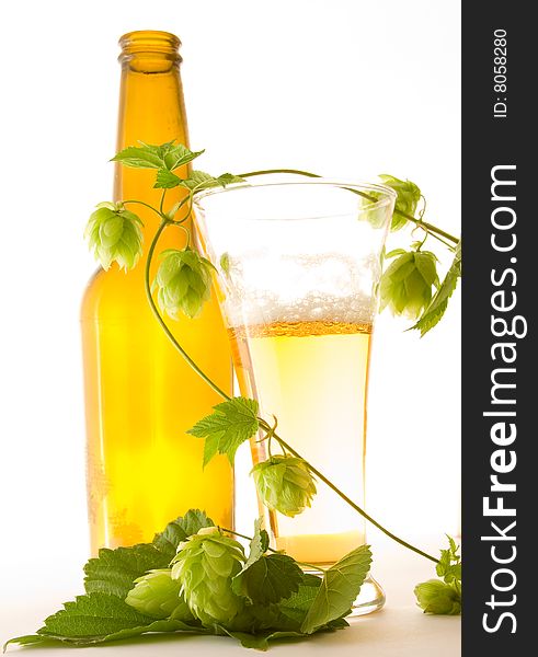 Glass beer and hop on white background