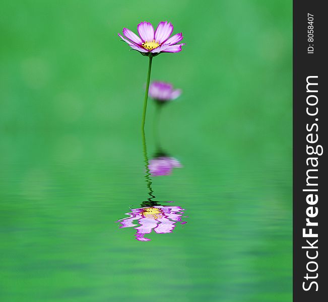 Violet flower in focus (the back background is washed away)