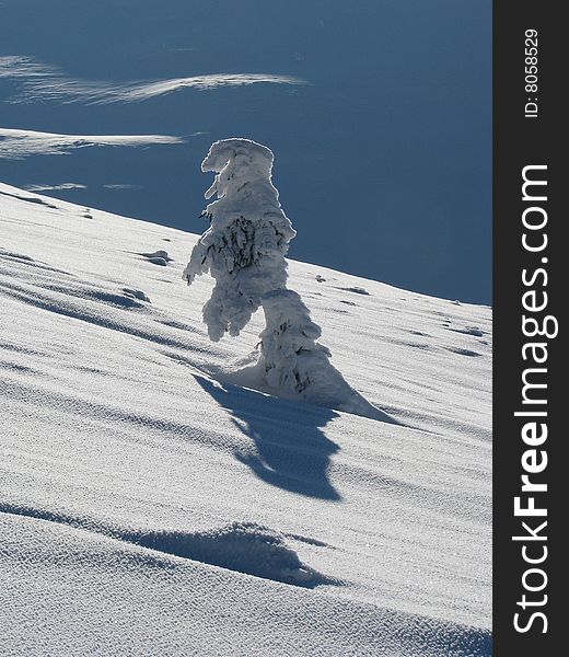 Winter landscape a solitary fir