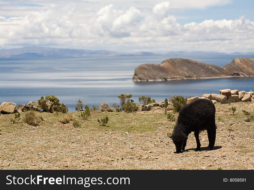 Sheep on Isla del Sol - Titicaca