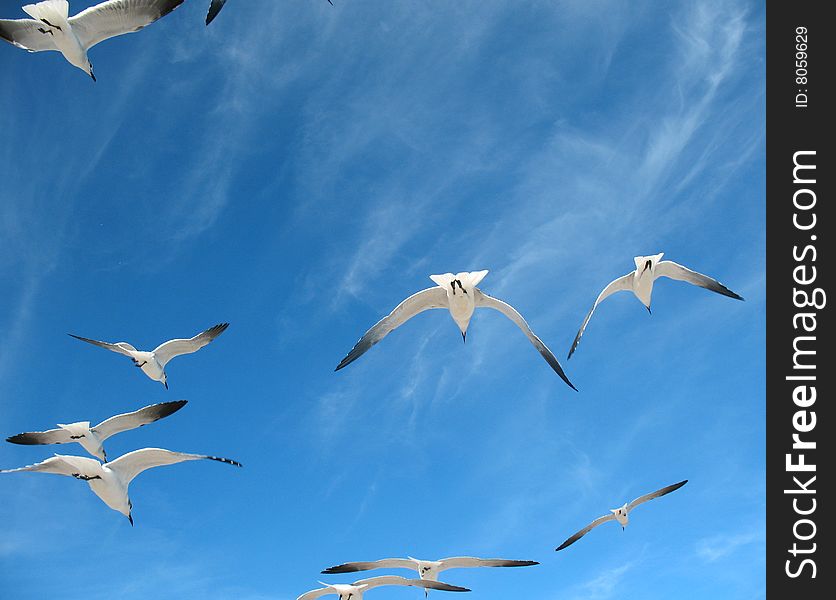 White seagulls in blue sky. White seagulls in blue sky