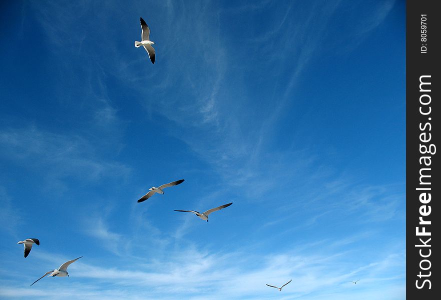 White seagulls in blue sky. White seagulls in blue sky