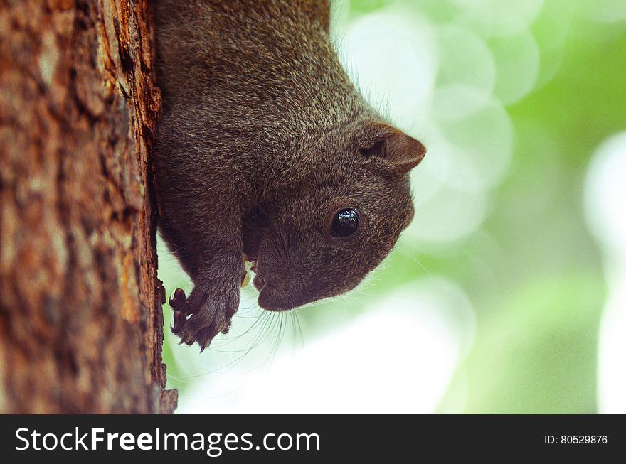 A man is feed a squirrel. A man is feed a squirrel