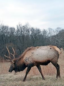 Bull Elk Royalty Free Stock Image