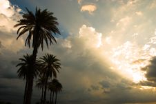 Palm Trees At Sunset Royalty Free Stock Photo Palm Trees At Sunset Royalty Free Stock Photo