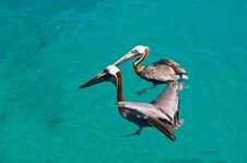 Two Floating Pelican Stock Photography Two Floating Pelican Stock Photography