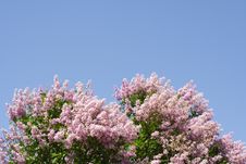 Magnificent Lilac Tree Royalty Free Stock Images