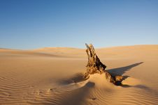 Beautiful Desert Landscape With The Dead Tree Log Royalty Free Stock Photo