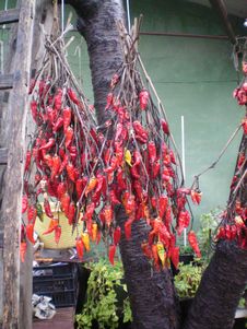 Chillies Royalty Free Stock Images Chillies Royalty Free Stock Images