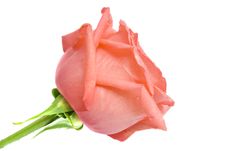 Pink Rose Royalty Free Stock Image Pink Rose Royalty Free Stock Image