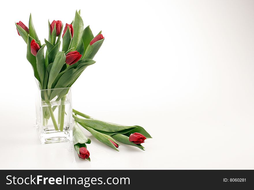 Red tulips in vase on white