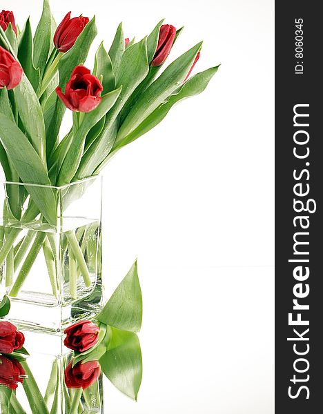 Red tulips in vase on the mirror on white