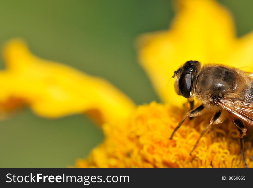 Bee macro on yellow flower.