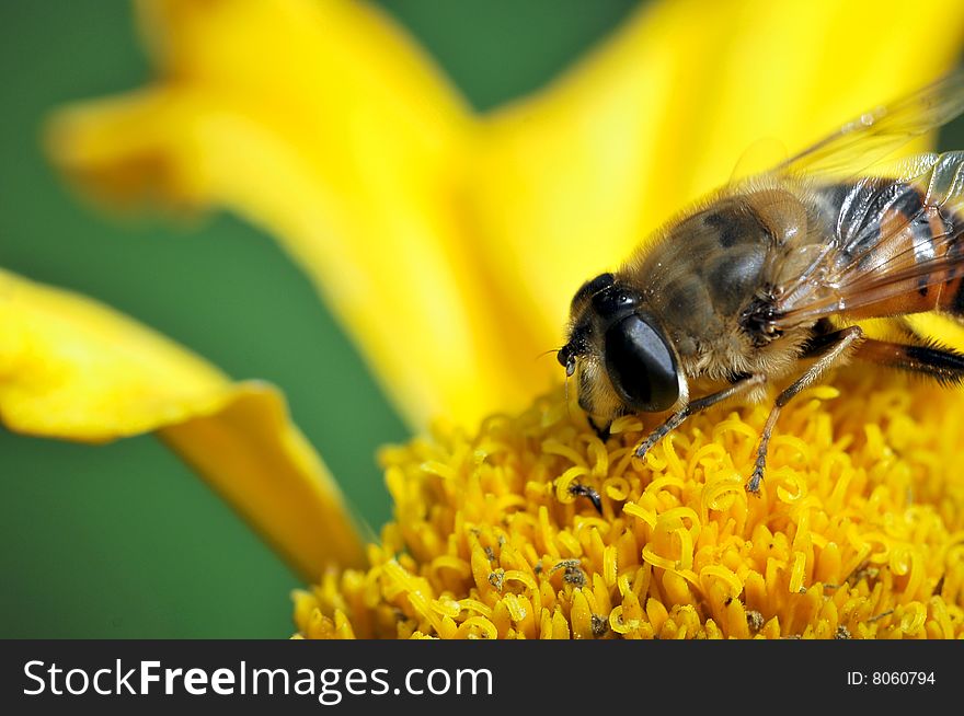 bee sitting on the yellow flower. bee sitting on the yellow flower.