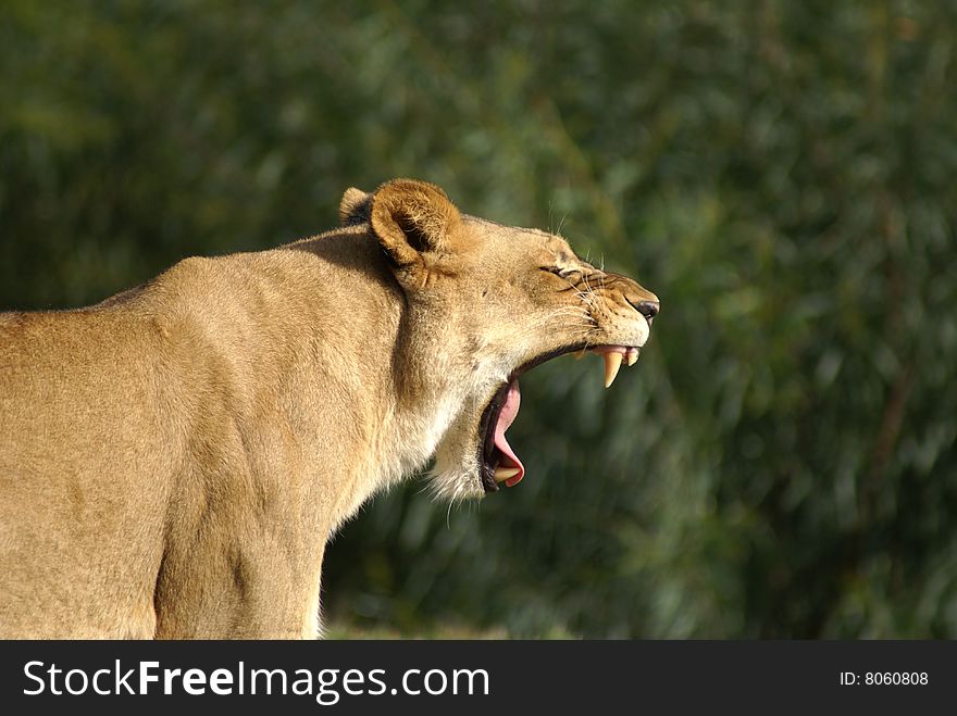 Close up of a female lion showing her teeth. Close up of a female lion showing her teeth