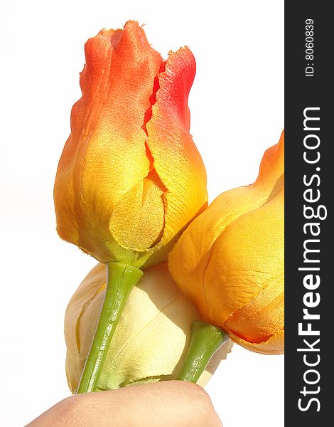 Two flower in hand on white background. photo image. Two flower in hand on white background. photo image