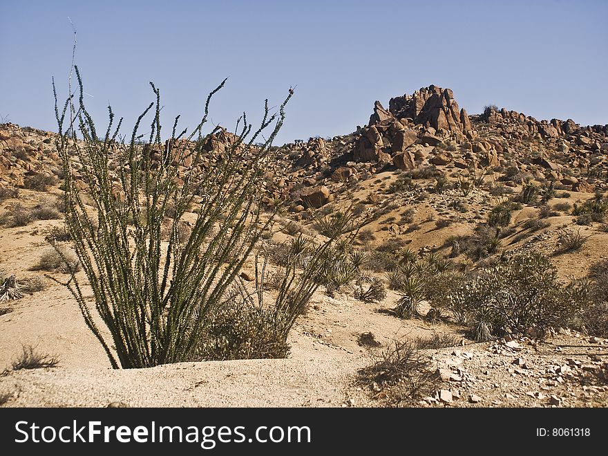 This is a picture of a desert ocotillo against the mountains of Joshua Tree National Park. This is a picture of a desert ocotillo against the mountains of Joshua Tree National Park