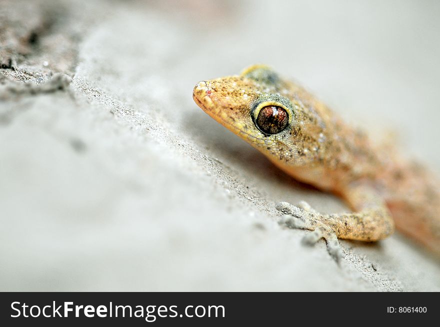 Closeup of house lizard looking great.