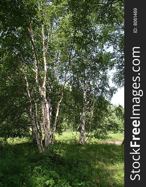 Forest of Stone Birch in Kamchatka